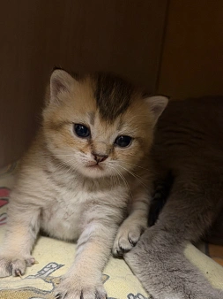 котята шиншильные