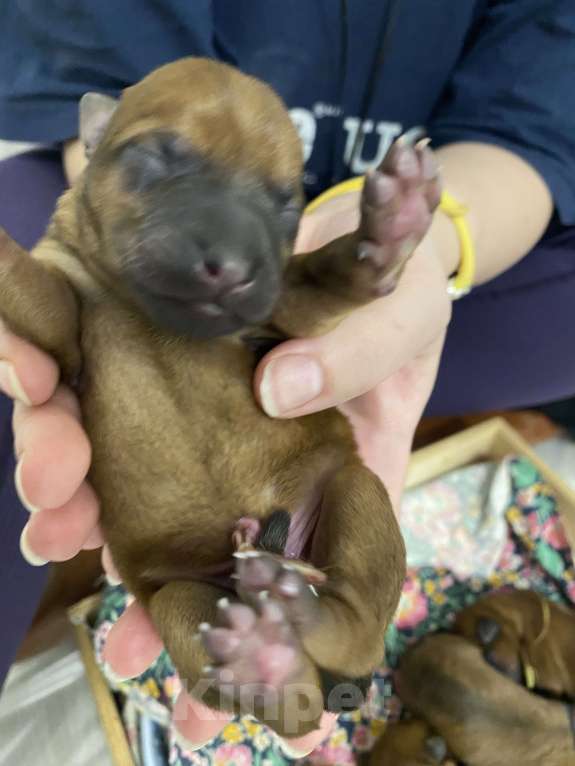 Собаки в Котельнике: Щенки терьера   Лисии и Антуана Мальчик, 80 000 руб. - фото 5