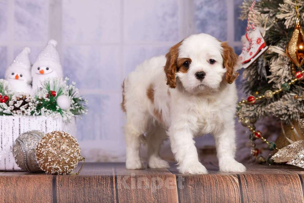 Собаки в Королеве: Кавалер Кинг Чарльз спаниель щенок девочка мини Девочка, 75 000 руб. - фото 5