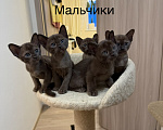 Кошки в Верхнем Пышме: Котята Европейской Бурмы Разнополые, 32 000 руб. - фото 1