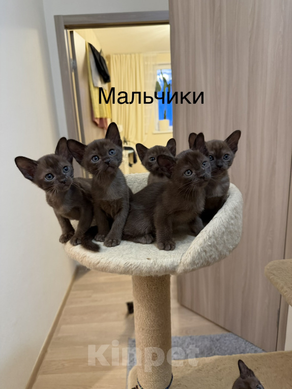 Кошки в Верхнем Пышме: Котята Европейской Бурмы Разнополые, 32 000 руб. - фото 1