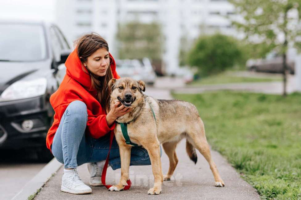 Собаки в Москве: Кира Девочка, Бесплатно - фото 3