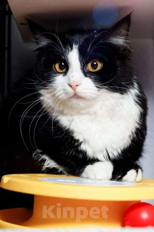 Кошки в Москве: Кошка- бояка Улечка Девочка, Бесплатно - фото 5