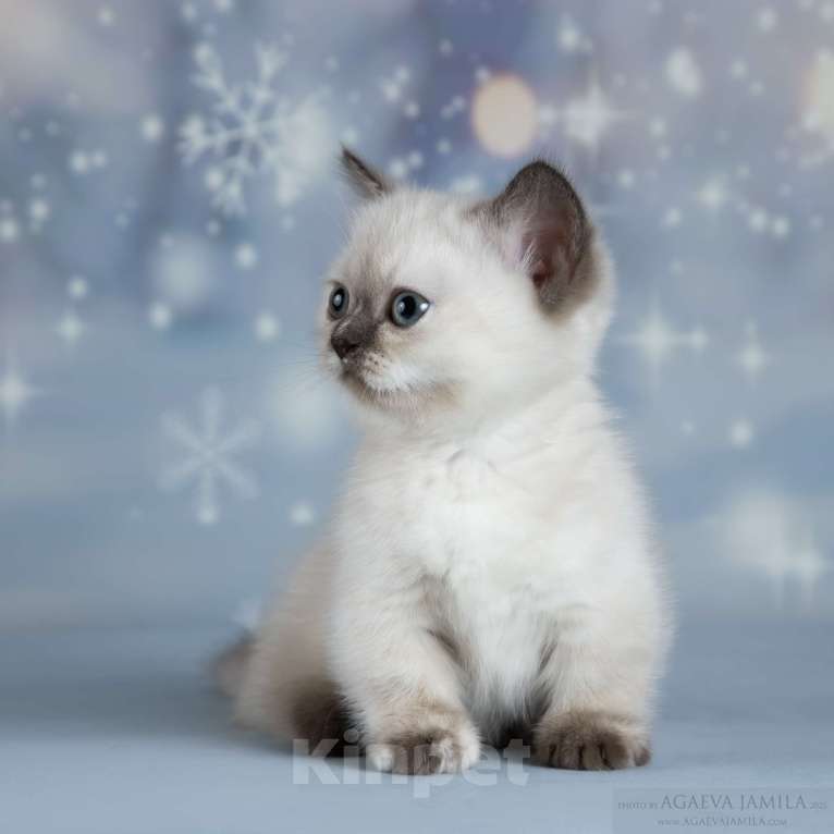 Кошки в Москве: Менуэт Девочка, Бесплатно - фото 4