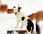 Собаки в Туле:  Амстафф щенки РКФ, 60 000 руб. - фото 9