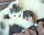Кошки в Липецке: 2 милых котёнка ищут семью! Мальчик, 10 руб. - фото 3