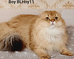 Кошки в Ореховом-Зуево: Золотая шиншилла дш Мальчик, 40 000 руб. - фото 1