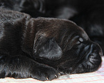 Собаки в Первоуральске: Щенки Русского Черного Терьера Мальчик, 40 000 руб. - фото 1