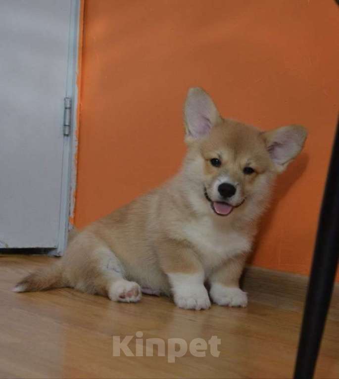 Собаки в Санкт-Петербурге: Красавчик мальчик Мальчик, 55 000 руб. - фото 2