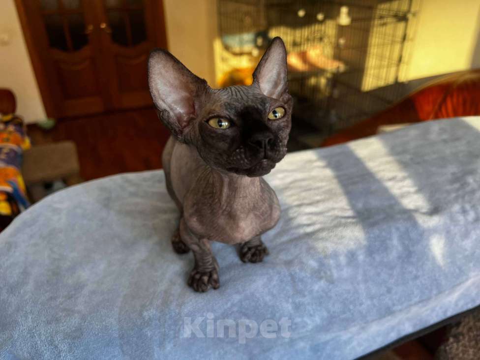 Кошки в Щелково: Котенок бамбино (сфинкс) Мальчик, 50 000 руб. - фото 3