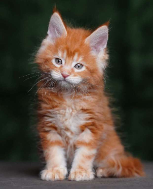 Кошки в Санкт-Петербурге: мейн кун Мальчик, 60 000 руб. - фото 3