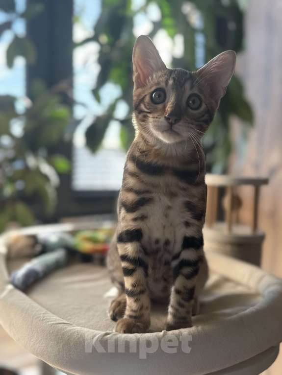 Кошки в Пскове: Гетсби  Мальчик, 45 000 руб. - фото 2