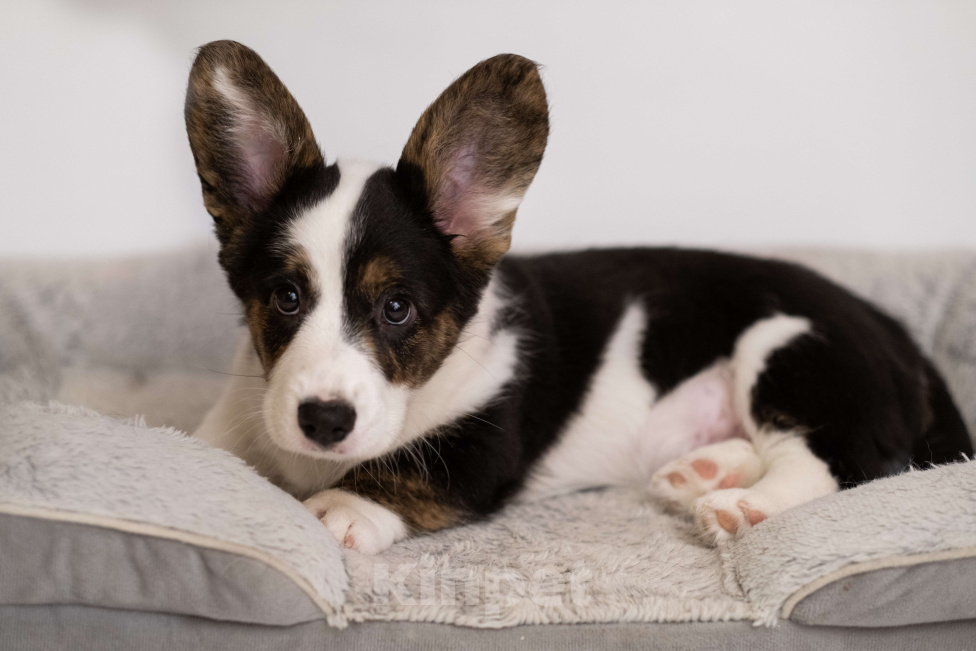 Собаки в Санкт-Петербурге: Щенок Вельш Корги Кардиган  Мальчик, Бесплатно - фото 4