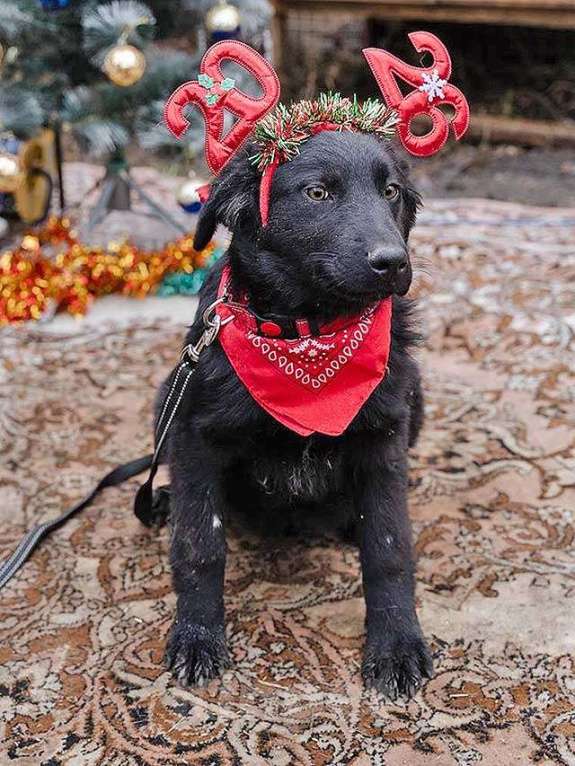 Собаки в Москве: Ищет дом очаровательный щенок-подросток Мишутка Мальчик, Бесплатно - фото 7
