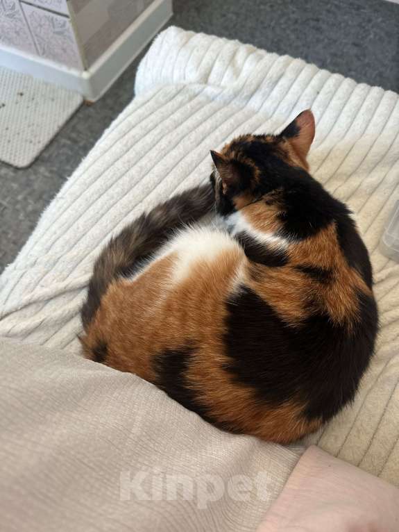 Кошки в Москве: Котенок в добрые руки Девочка, Бесплатно - фото 6