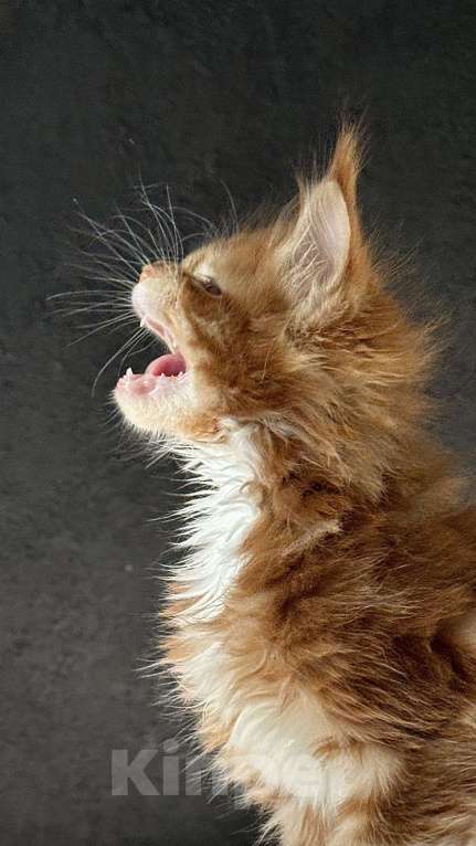Кошки в Хабаровске: Мейн кун Бандерас Мальчик, 100 000 руб. - фото 3