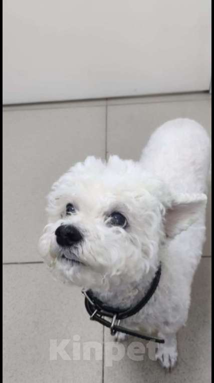 Собаки в Москве: Отдам в добрые руки Мальчик, Бесплатно - фото 3