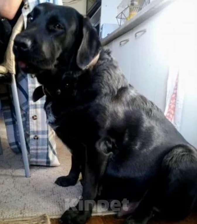 Собаки в других городах Краснодарского края: Щенки Лабрадор ретривер Девочка, 12 000 руб. - фото 5