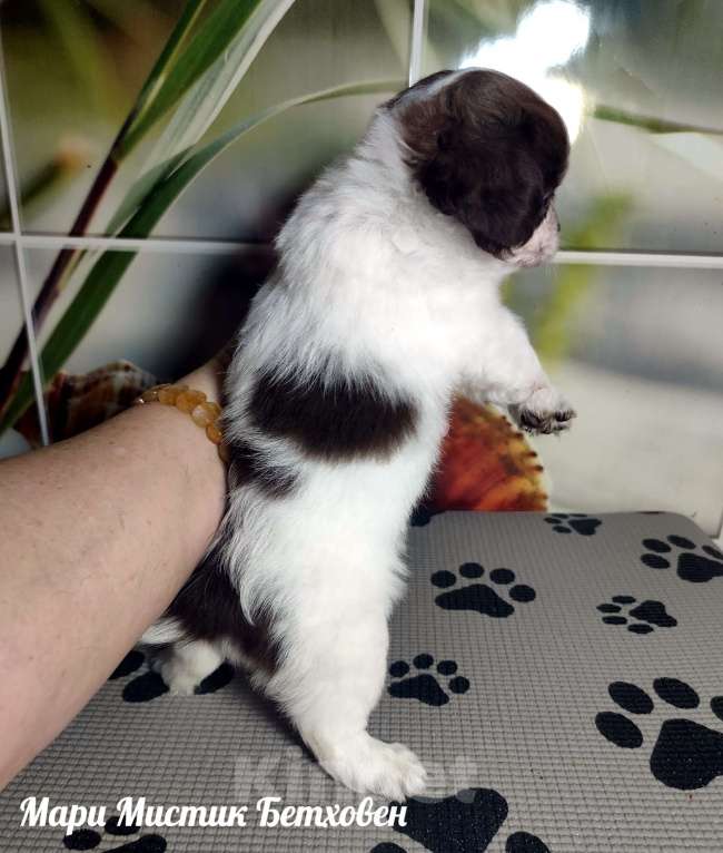 Собаки в Санкт-Петербурге: Бетховен бело шоколадный длинношерстный чихуахуа Мальчик, 60 000 руб. - фото 3