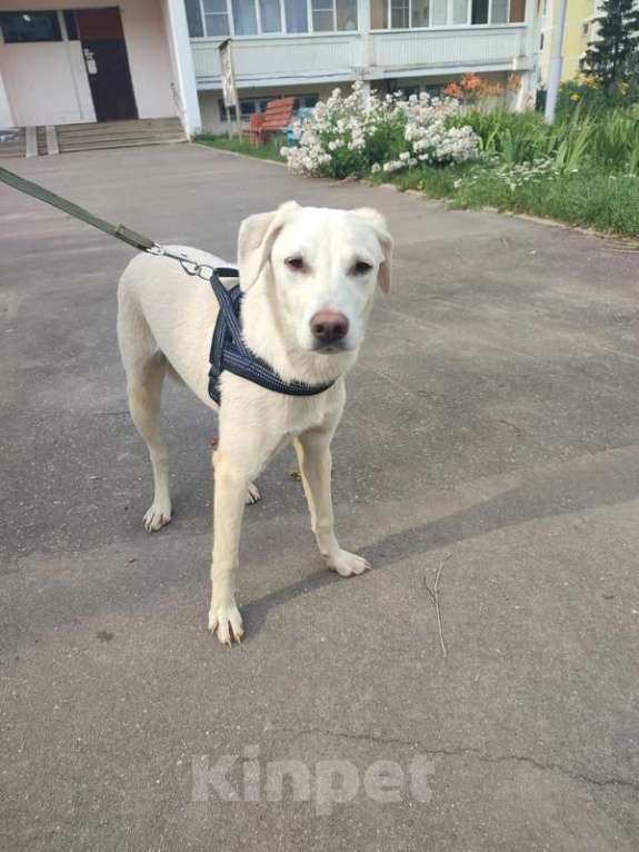 Собаки в Москве: Щенок Тина от аусси и лабрадора в добрые руки Девочка, Бесплатно - фото 3