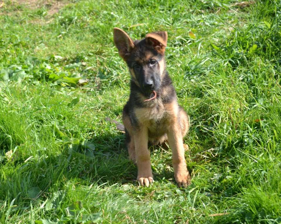 Собаки в других городах Московской области: Продается красивый мальчишка.  Мальчик, 40 000 руб. - фото 6