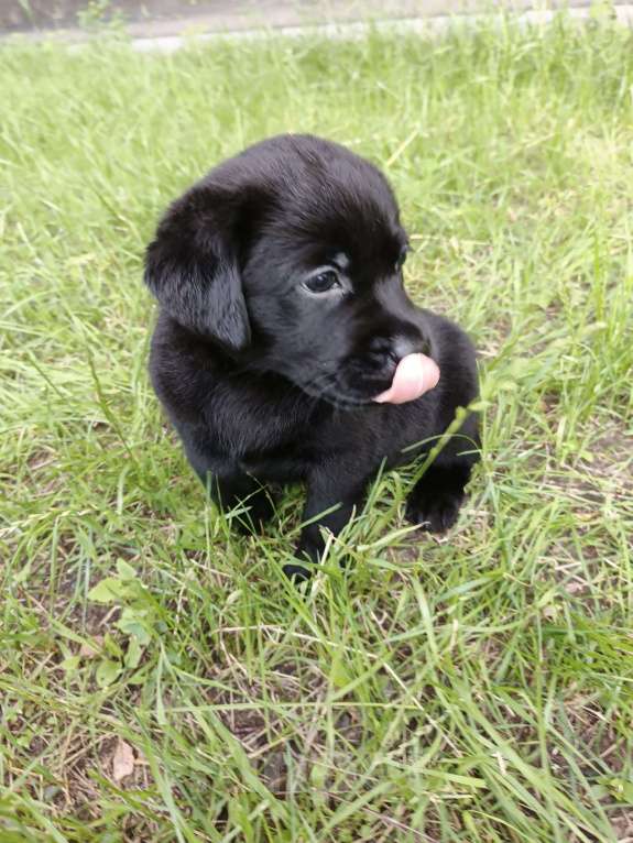 Собаки в Кемерово: Щенки лабрадора Мальчик, Бесплатно - фото 3