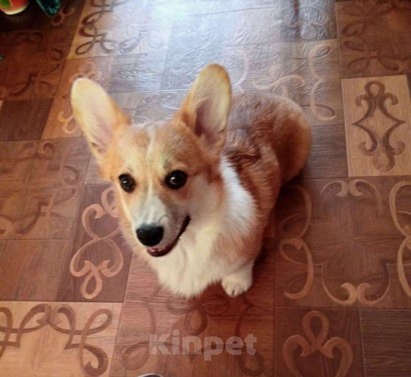 Собаки в Маркс: Продам щенка пемброк Девочка, Бесплатно - фото 5