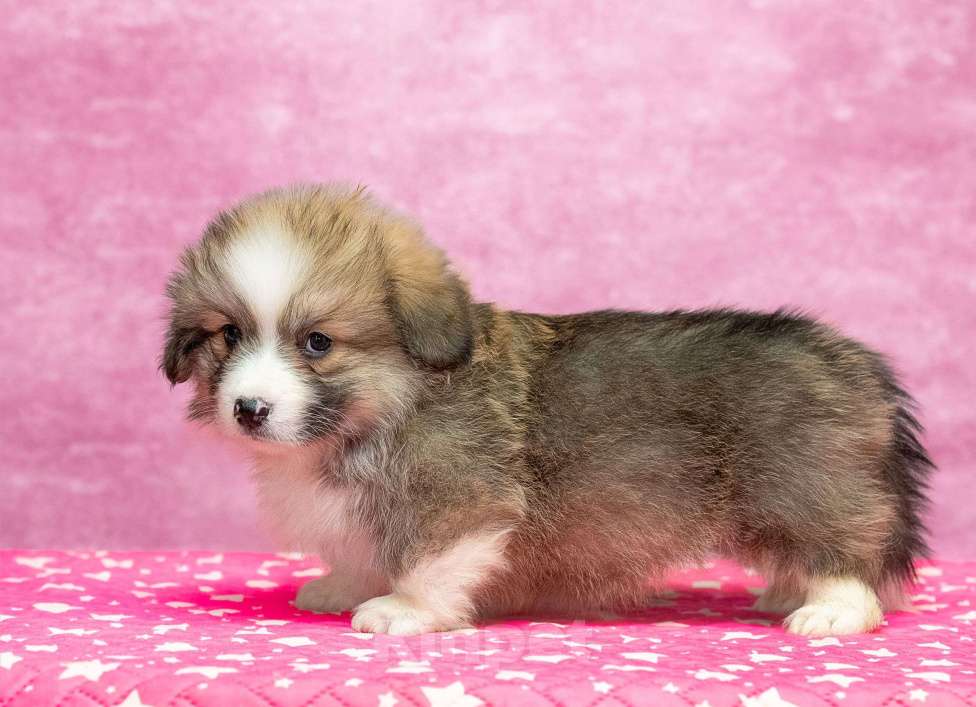 Собаки в Москве: Флаффи Мальчик, 60 000 руб. - фото 6