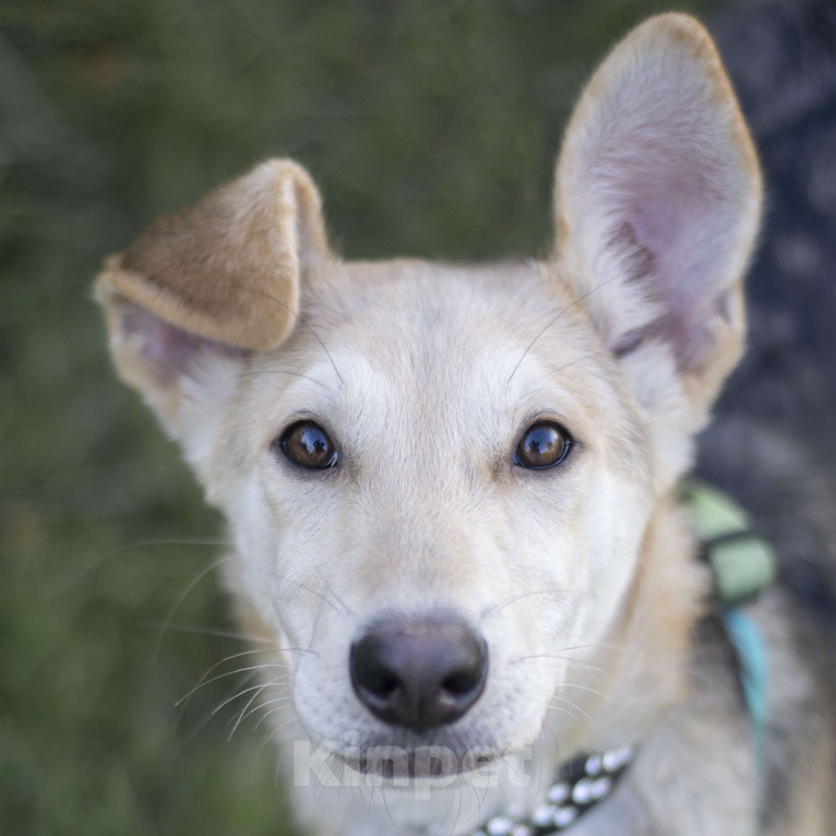 Собаки в Москве: Манго Девочка, Бесплатно - фото 2