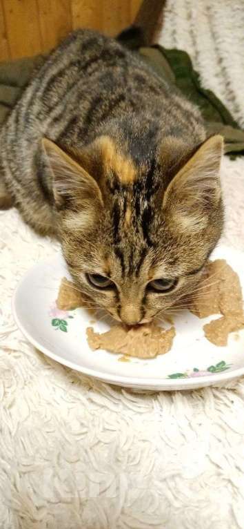 Кошки в Москве: котенок Герда ищет дом Девочка, Бесплатно - фото 8