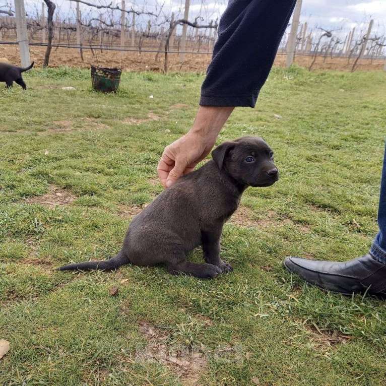 Собаки в других городах Крыма: ищем заботливых хозяев Девочка, Бесплатно - фото 1