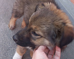 Собаки в Таганроге: Нашли щенка с ошейником, Бесплатно - фото 1