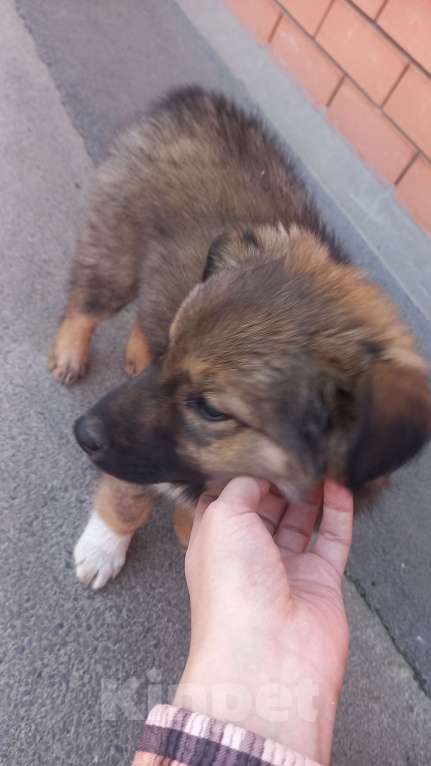 Собаки в Таганроге: Нашли щенка с ошейником, Бесплатно - фото 1
