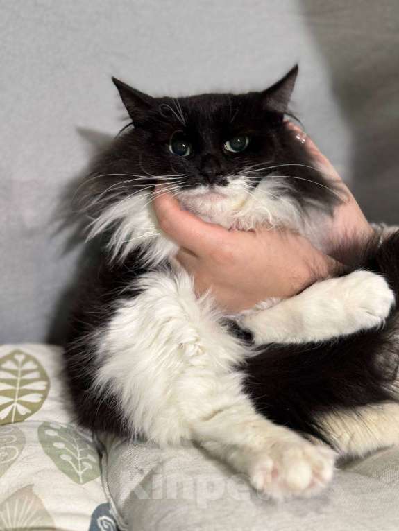 Кошки в Балашихе: Бэтти Девочка, Бесплатно - фото 6