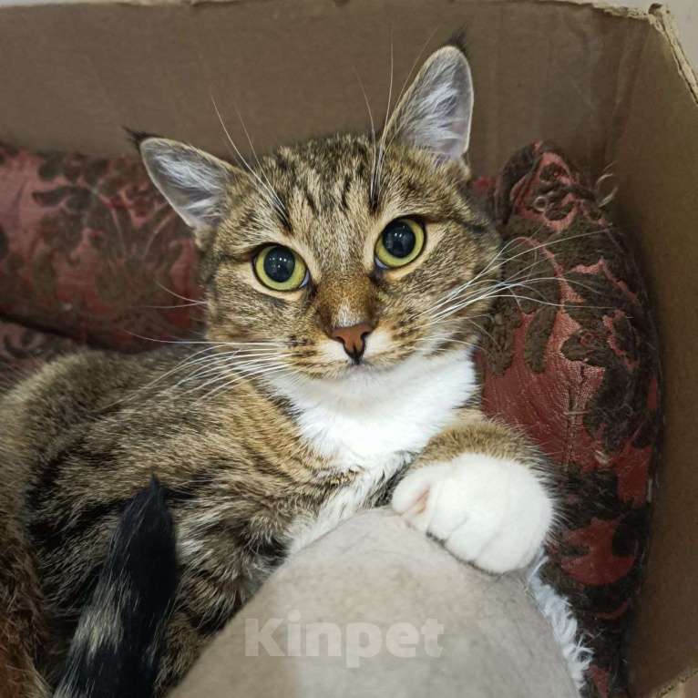 Кошки в Калуге: Кошка Девочка, Бесплатно - фото 1