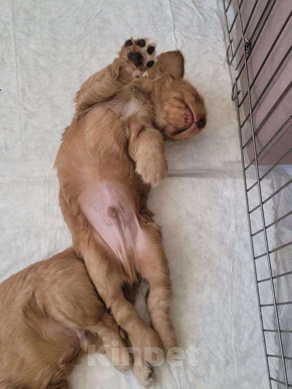 Собаки в Екатеринбурге: Английский кокер-спаниель Мальчик, 30 000 руб. - фото 6