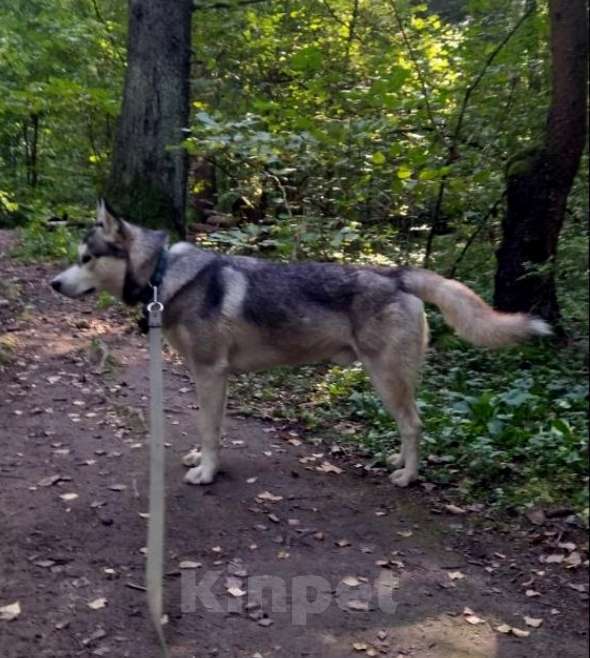 Собаки в Москве: Кобель 1,5 года Гром в добрые руки  Мальчик, Бесплатно - фото 4