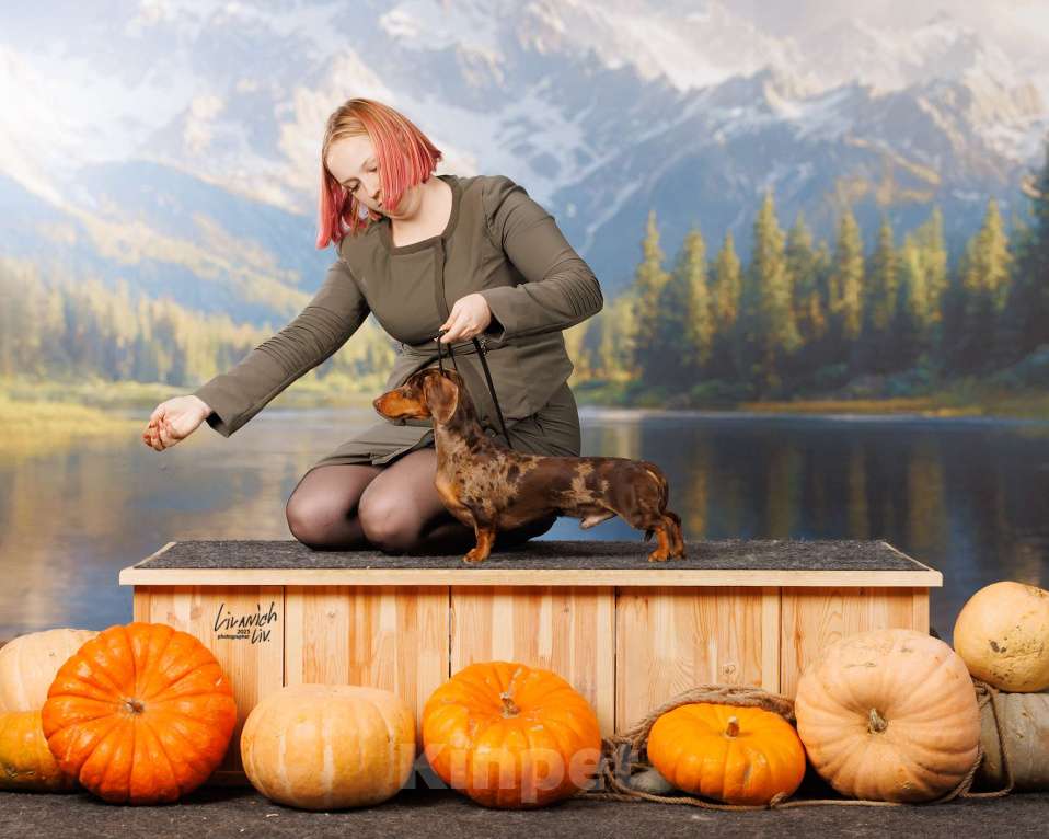 Собаки в Москве: Миниатюрный коричнево-мраморный кобель, вязка Мальчик, Бесплатно - фото 2