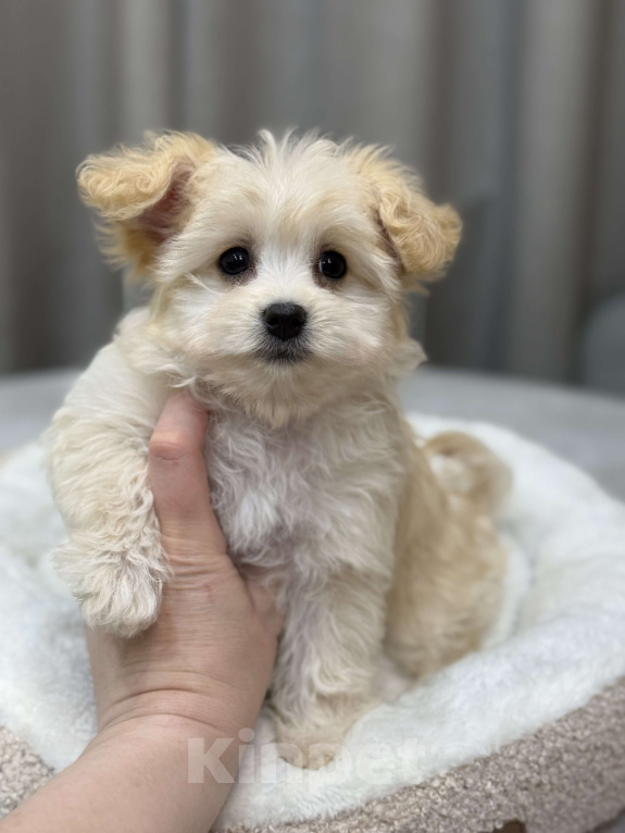 Собаки в Москве: Мальтипу девочка Девочка, Бесплатно - фото 4