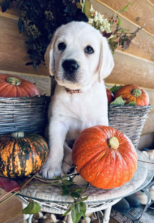 Собаки в Москве: Продажа щенков лабрадора  Мальчик, 90 000 руб. - фото 2