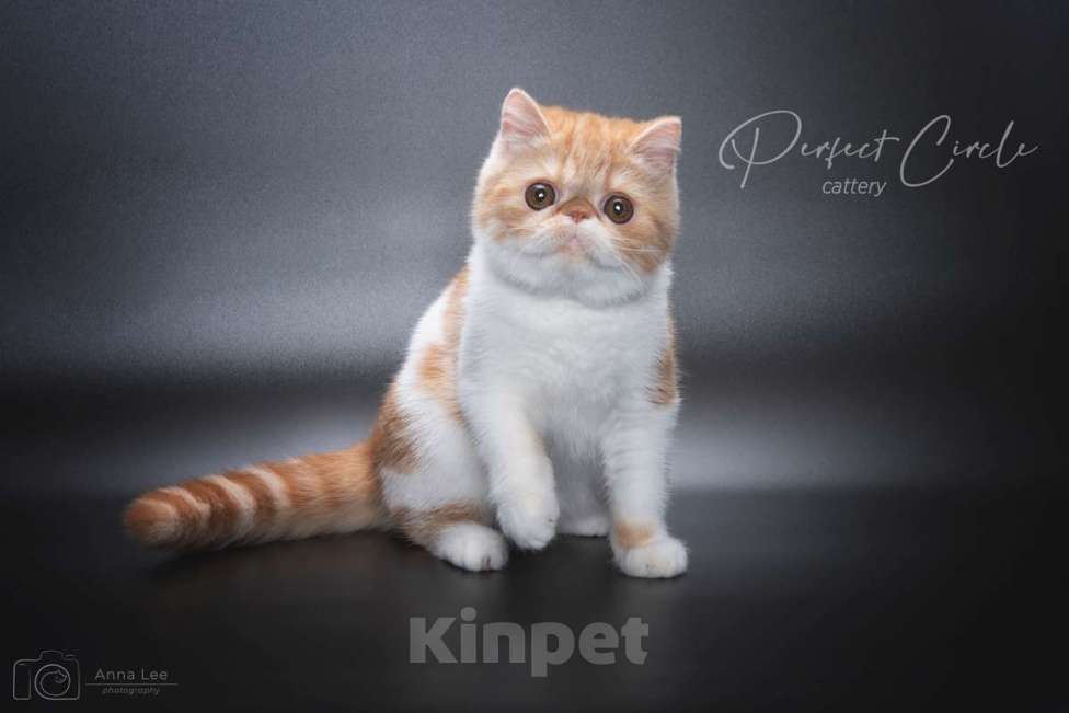 Кошки в Санкт-Петербурге: Красная экзотическая кошечка Девочка, 30 000 руб. - фото 4