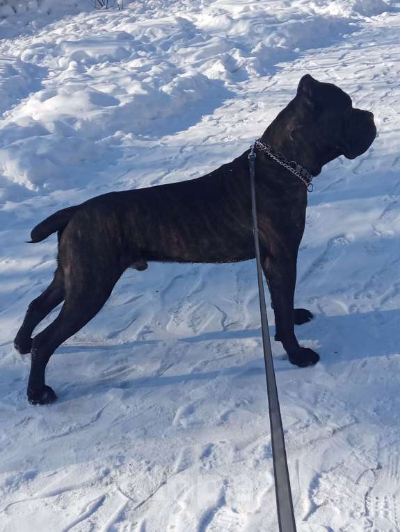 Собаки в Кемерово: Кани корсо кабель ВЯЗКА Мальчик, Бесплатно - фото 2