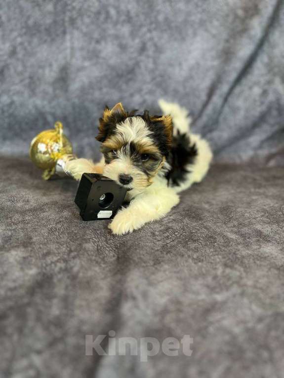 Собаки в Вологде: Очень красивый щенок бивер терьера VELVET ICE CREAM. Перспективный для выставок и разведения. Мальчик, 85 000 руб. - фото 3