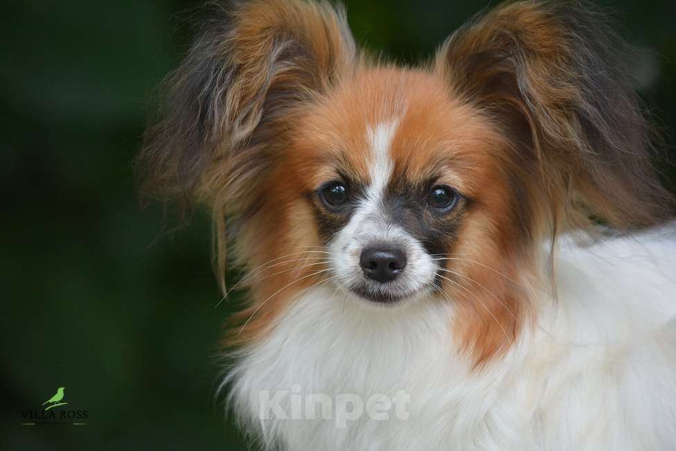 Собаки в Самаре: Продам щенка  папильона Мальчик, Бесплатно - фото 5