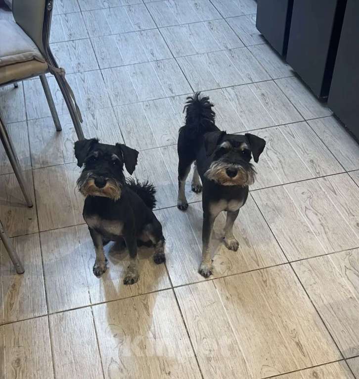 Собаки в других городах Московской области: Пропали две собаки Мальчик, 30 000 руб. - фото 1