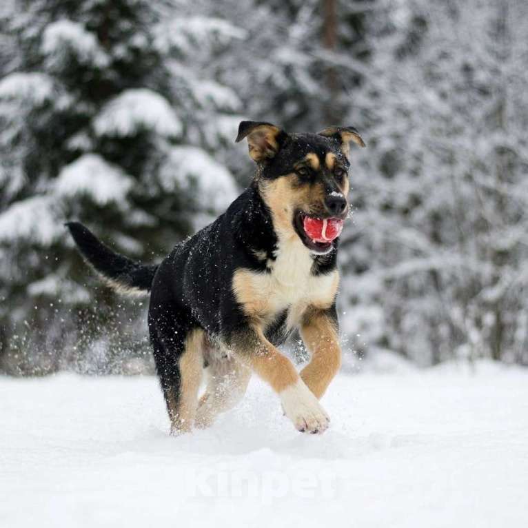 Собаки в Москве: Щенок Ника ищет семью Девочка, Бесплатно - фото 4