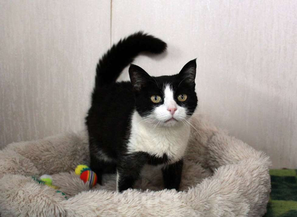 Кошки в Калуге: Феличита из магазина ищет дом. Молодая кошечка в добрые руки. Девочка, Бесплатно - фото 5