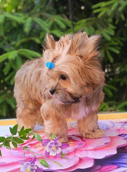 Собаки в Москве: Мальчик-русалочка (русская салонная собака) Мальчик, 50 000 руб. - фото 4