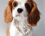 Собаки в других городах Московской области: Девочка кавалер Кинг Чарльз спаниель Девочка, 120 000 руб. - фото 2