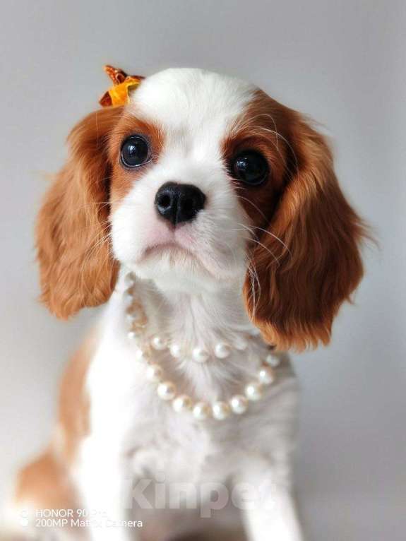 Собаки в других городах Московской области: Девочка кавалер Кинг Чарльз спаниель Девочка, 120 000 руб. - фото 2